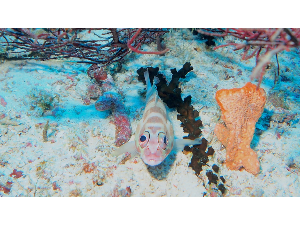 PN160351 - Version 2 PN160351 - Version 2